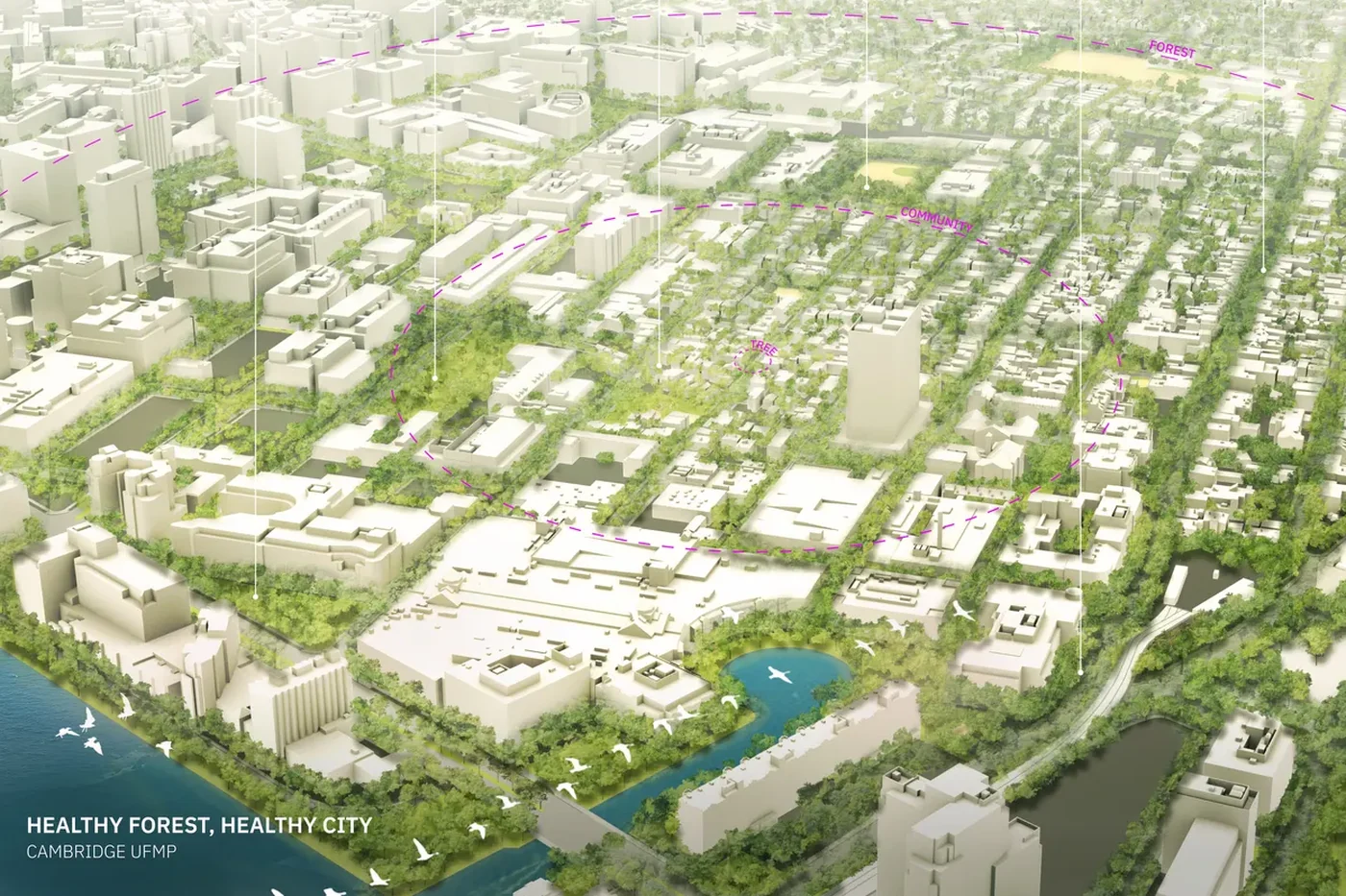 Reports: Cambridge Urban Forest Master Plan, Healthy Forest, Healthy City aerial view